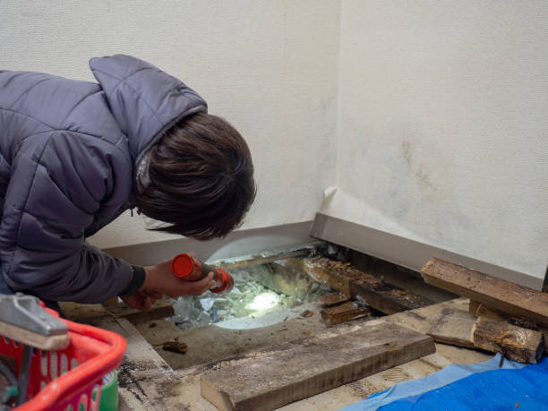 Biohazard Mold Removal in Troy, TN